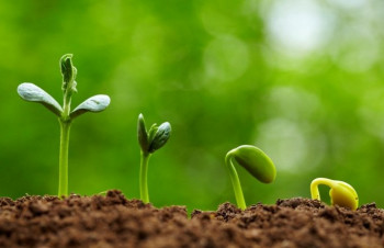 Sự phát triển của cây đậu