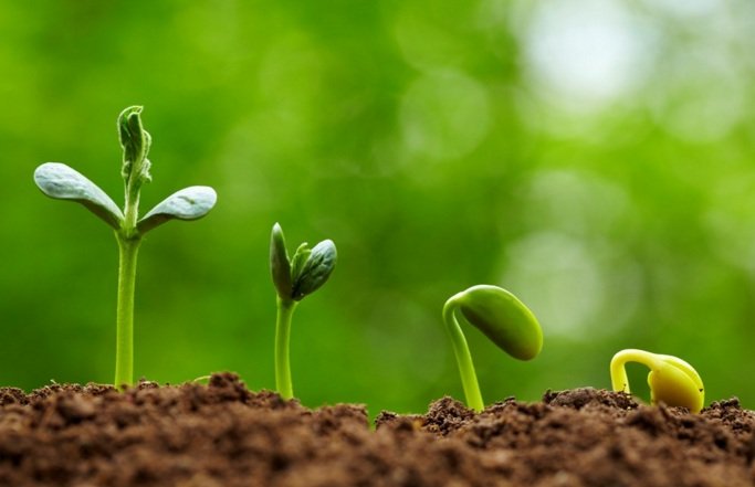 Sự phát triển của cây đậu